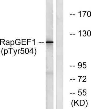 C3G (phospho Tyr504) rabbit pAb Antibody