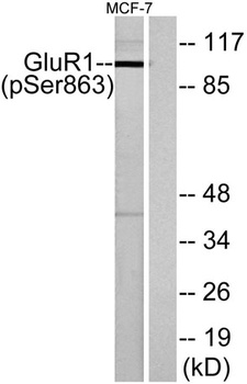 GluR-1 (phospho Ser863) rabbit pAb Antibody