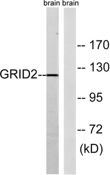 GluR-δ2 rabbit pAb Antibody