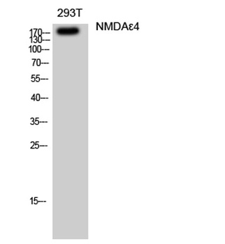 NMDAε4 rabbit pAb Antibody
