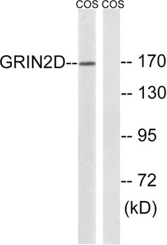 NMDAε4 rabbit pAb Antibody