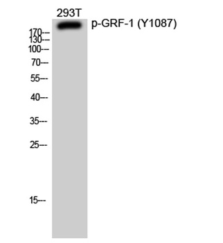 GRF-1 (phospho Tyr1087) rabbit pAb Antibody