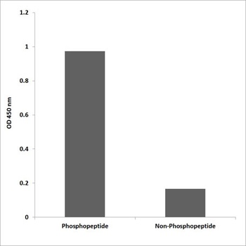 GRF-1 (phospho Tyr1087) rabbit pAb Antibody