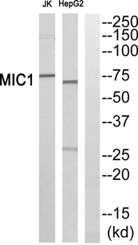 Mic-1 rabbit pAb Antibody