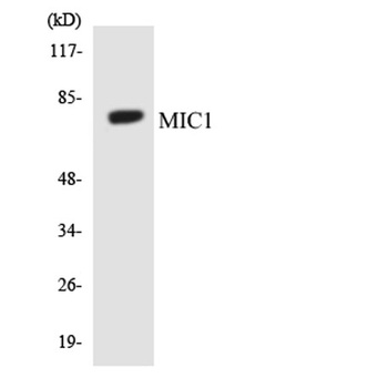 Mic-1 rabbit pAb Antibody