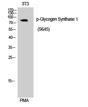 Glycogen Synthase 1 (phospho Ser645) rabbit pAb Antibody