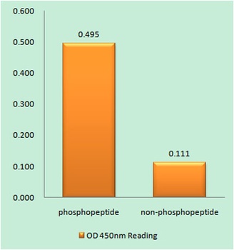 Glycogen Synthase 1 (phospho Ser645) rabbit pAb Antibody