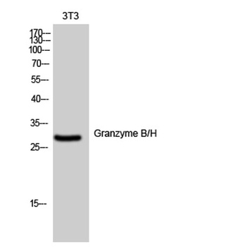 Granzyme B/H rabbit pAb