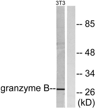 Granzyme B/H rabbit pAb