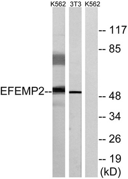 Fibulin-4 rabbit pAb Antibody