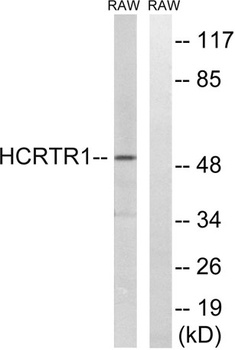 Orexin R-1 rabbit pAb Antibody