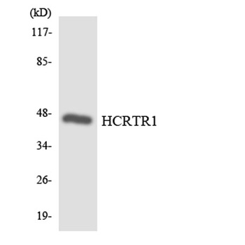 Orexin R-1 rabbit pAb Antibody