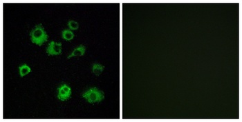 Orexin R-1 rabbit pAb Antibody