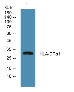 HLA-DPα1 rabbit pAb Antibody