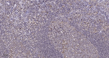 HMG-14 rabbit pAb Antibody