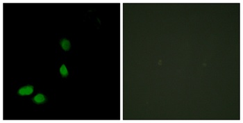 HMG-17 rabbit pAb Antibody