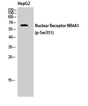 Nur77 (phospho Ser351) rabbit pAb Antibody