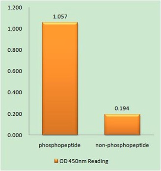 Nur77 (phospho Ser351) rabbit pAb Antibody