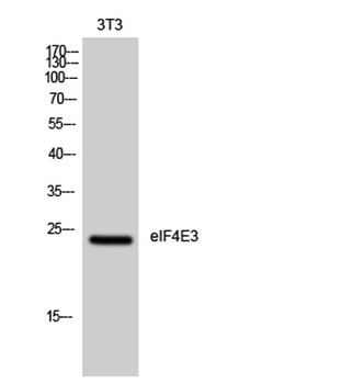 eIF4E3 rabbit pAb Antibody