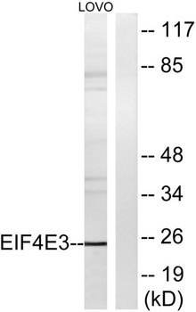 eIF4E3 rabbit pAb Antibody