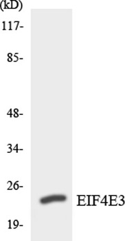eIF4E3 rabbit pAb Antibody