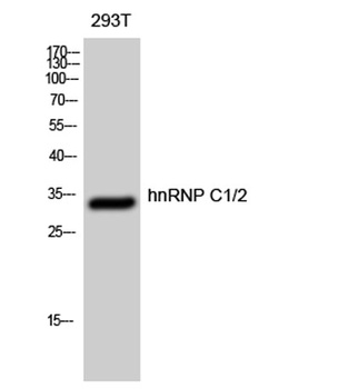 hnRNP C1/2 rabbit pAb Antibody
