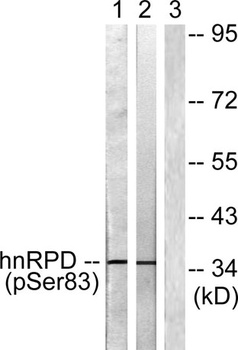 hnRNP D0 (phospho Ser83) rabbit pAb Antibody