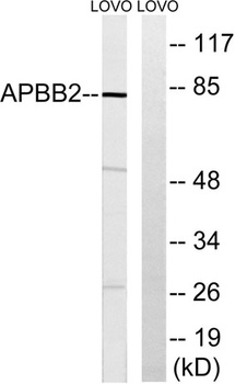 Fe65L rabbit pAb Antibody