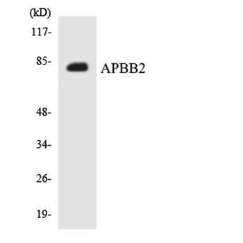 Fe65L rabbit pAb Antibody