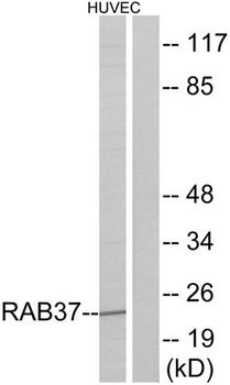 Rab 37 rabbit pAb Antibody