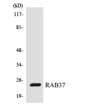 Rab 37 rabbit pAb Antibody