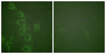 Histamine H1 Receptor (phospho Ser398) rabbit pAb Antibody