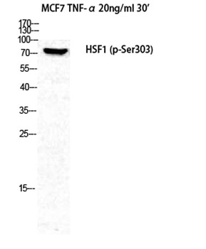 HSF1 (phospho Ser303) rabbit pAb Antibody