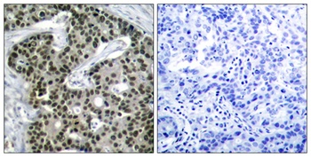HSF1 (phospho Ser303) rabbit pAb Antibody