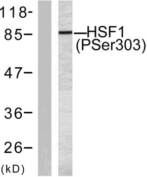 HSF1 (phospho Ser303) rabbit pAb Antibody