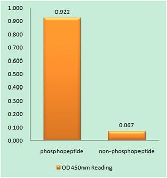 HSF1 (phospho Thr142) rabbit pAb Antibody