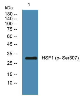 HSF1 (phospho Ser307) rabbit pAb Antibody