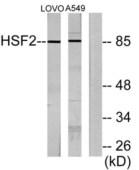 HSF2 rabbit pAb Antibody
