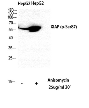 XIAP (phospho Ser87) rabbit pAb Antibody