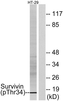 Survivin (phospho Thr34) rabbit pAb Antibody