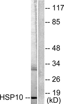 HSP10 rabbit pAb Antibody