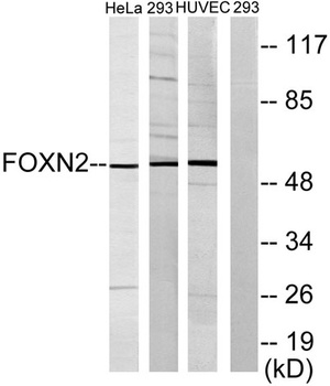 FoxN2 rabbit pAb Antibody