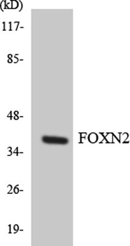 FoxN2 rabbit pAb Antibody