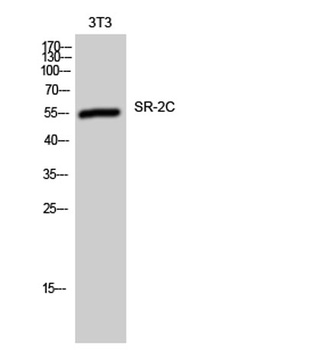 SR-2C rabbit pAb Antibody