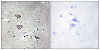 SR-2C rabbit pAb Antibody