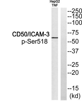CD50 (phospho Ser518) rabbit pAb Antibody