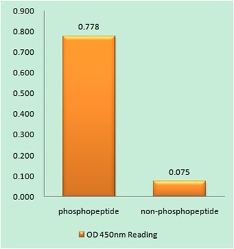 CD50 (phospho Ser518) rabbit pAb Antibody