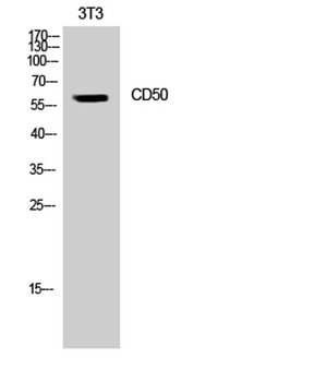 CD50 rabbit pAb Antibody