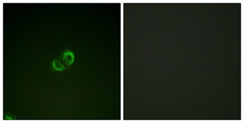 CD50 rabbit pAb Antibody