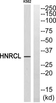 hnRNP CL1 rabbit pAb Antibody